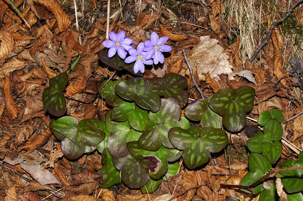 Fiori nella Riserva delle Agoraie